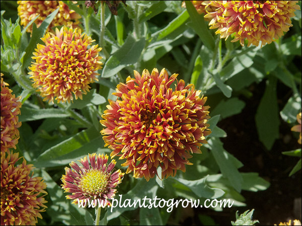 dome shaped, bicolor flowers